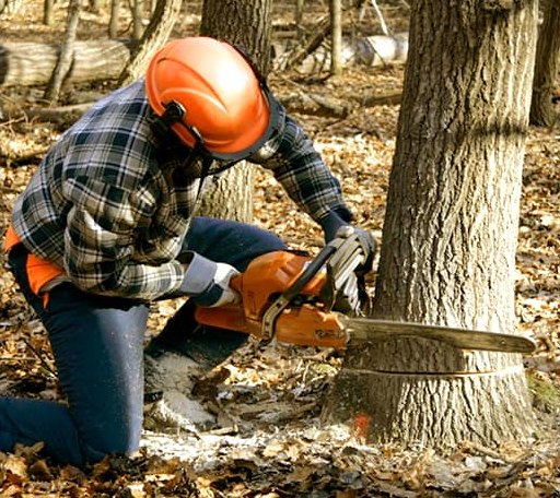 Tree Removal in Lunenburg, VT